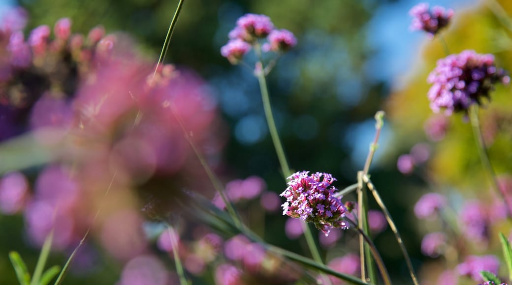 Connie Hansen Garden das einen Wildblumen