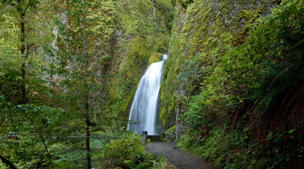 Wahkeena Falls showing a waterfall and rainforest