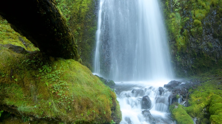 Wahkeena Falls showing a waterfall and rainforest