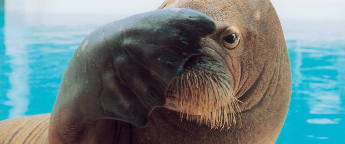 Marineland showing rides, zoo animals and marine life