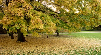 Tiergarten que inclui folhas de outono e um parque