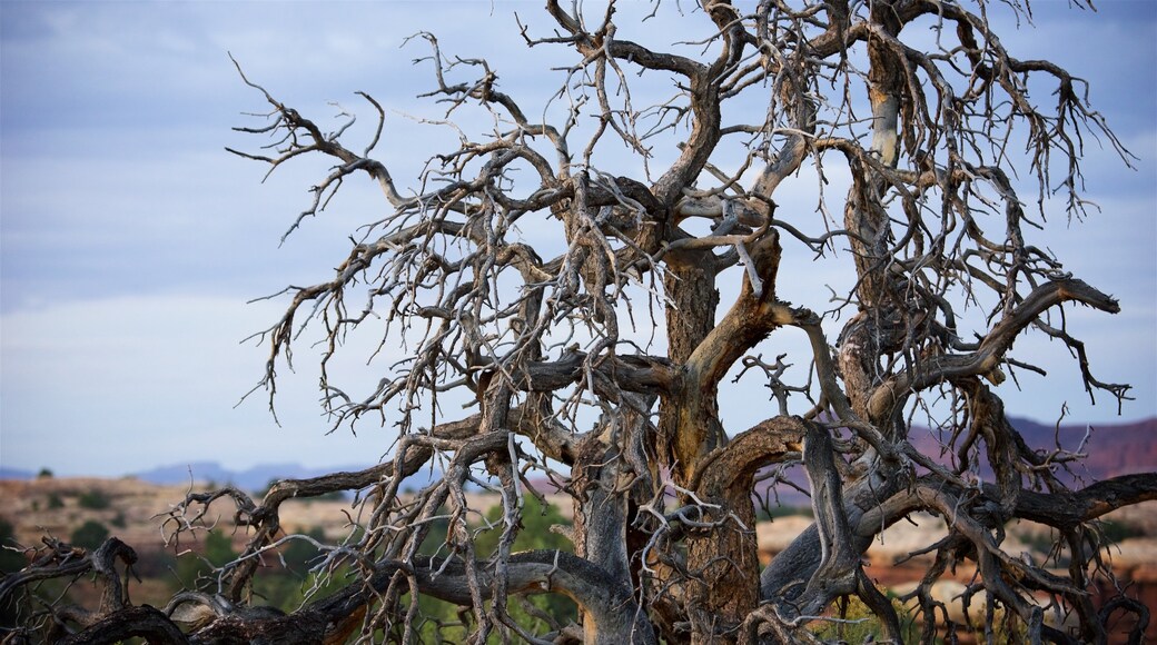 Parc national de Canyonlands mettant en vedette scènes tranquilles et vues du désert