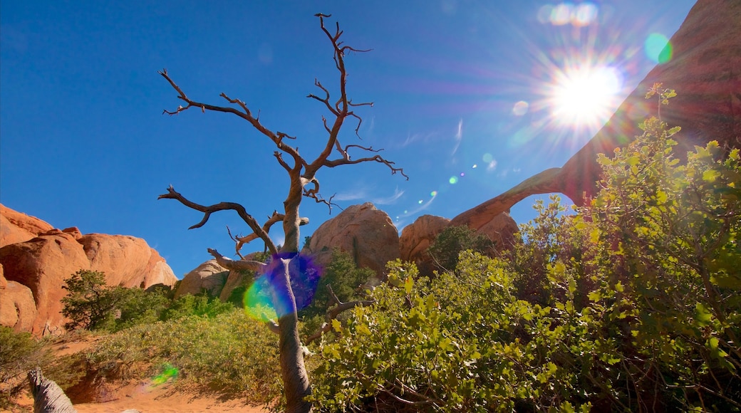 Arches National Park inclusief vredige uitzichten, een kloof of ravijn en woestijnen