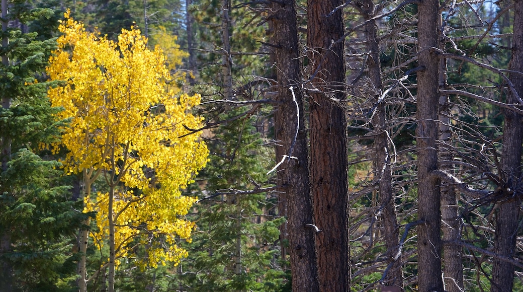 Bryce Canyon National Park which includes forests and autumn colours