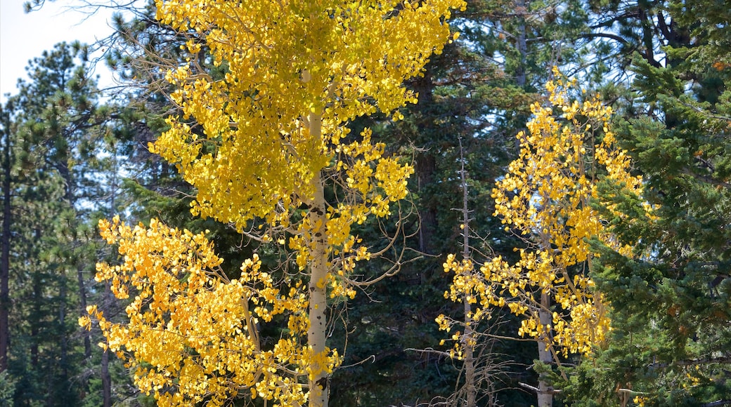 Bryce Canyon National Park das einen Waldmotive und Herbstblätter