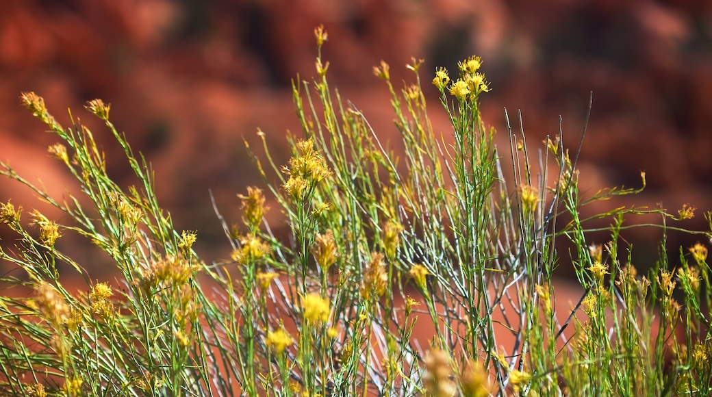 Bryce Canyon National Park mostrando vista al desierto y flores silvestres