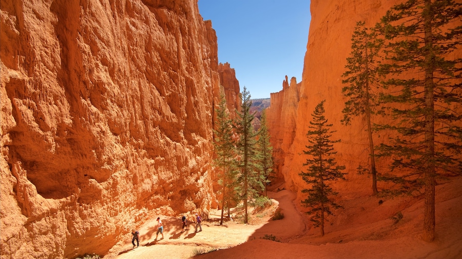 Bryce Canyon National Park showing tranquil scenes, a gorge or canyon and desert views