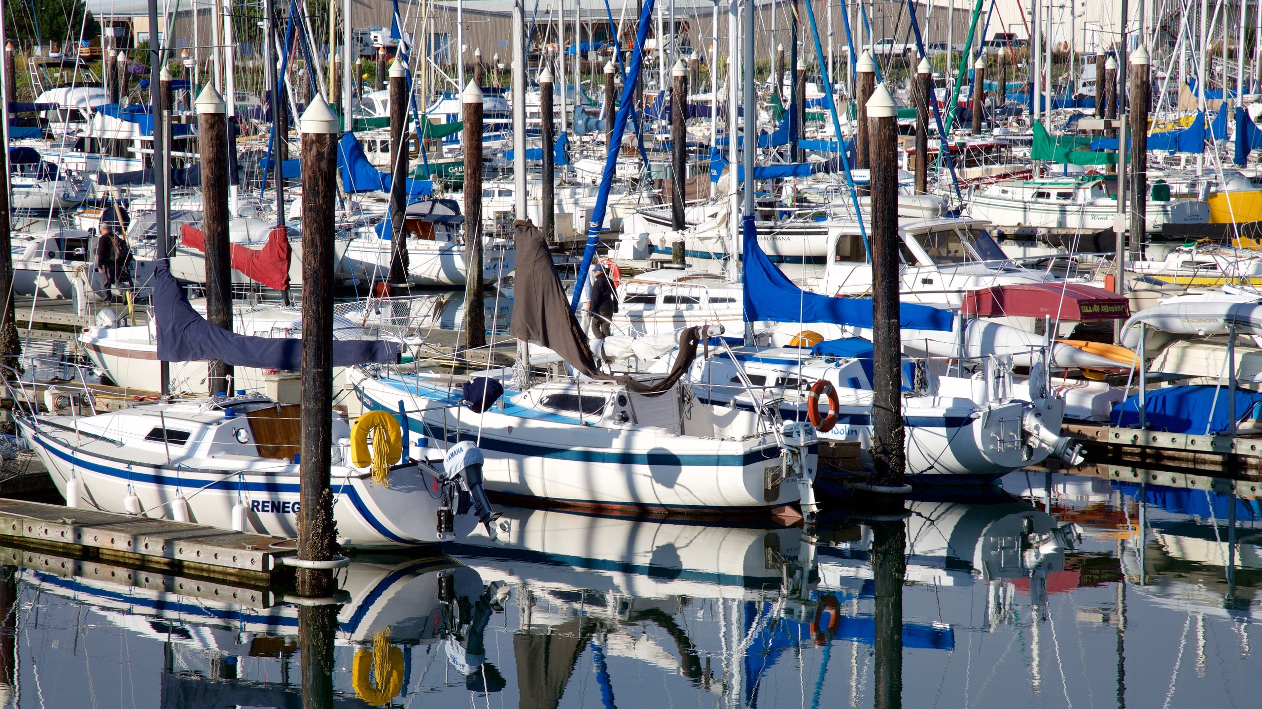 Bellingham showing a bay or harbor and a marina