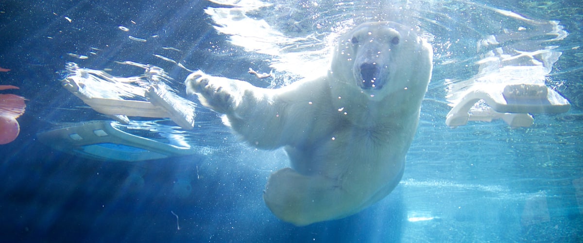 Point Defiance Zoo and Aquarium mettant en vedette vie marine