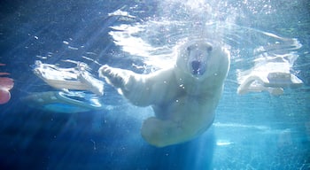 Point Defiance Zoo and Aquarium which includes marine life