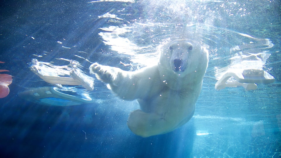 Point Defiance Zoo and Aquarium som omfatter livet i havet