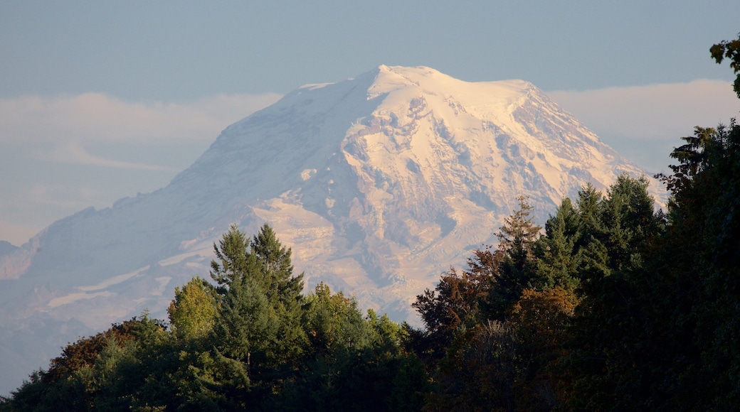 Point Defiance Park showing mountains and forest scenes