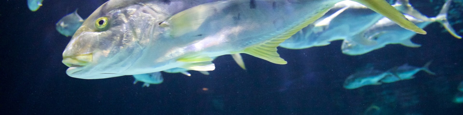 Point Defiance Zoo and Aquarium showing marine life