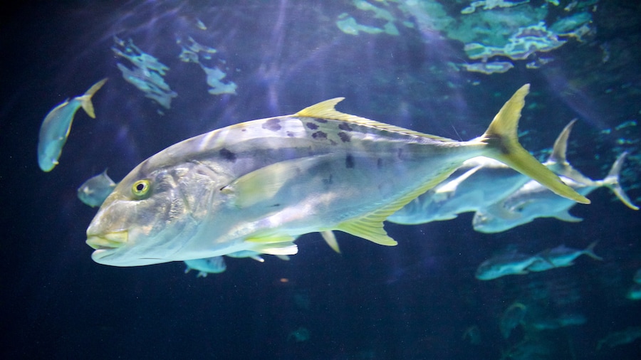 Point Defiance Zoo and Aquarium mit einem Meeresbewohner
