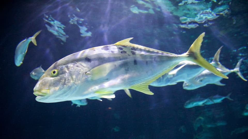 Point Defiance Zoo and Aquarium og byder på livet i havet