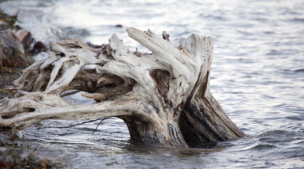 Point Defiance Park featuring general coastal views