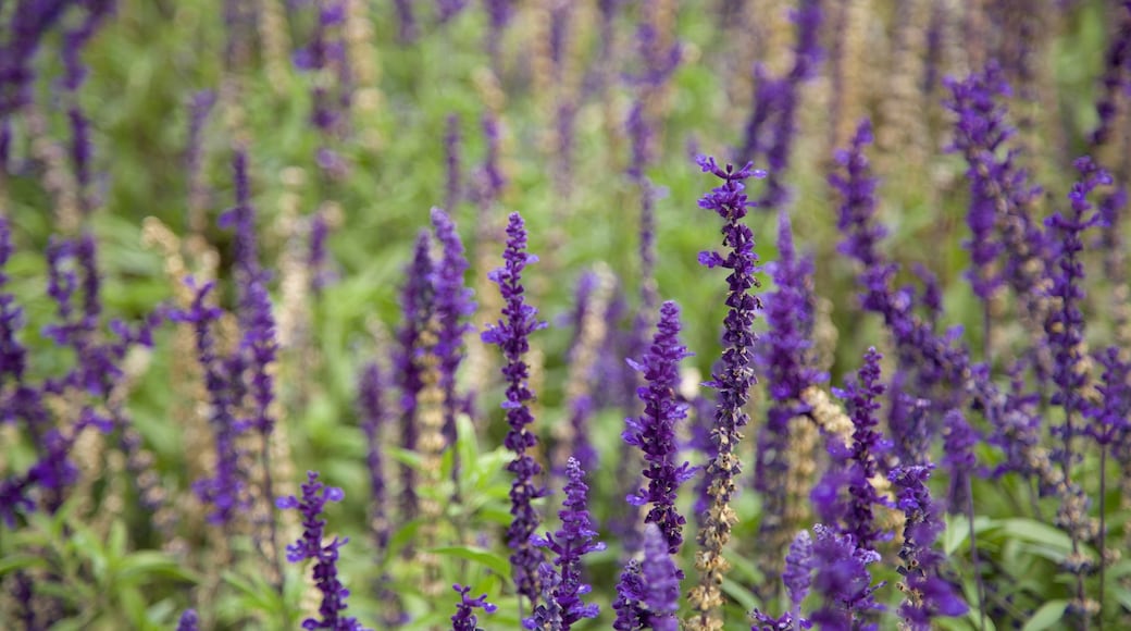 Manito Park showing flowers