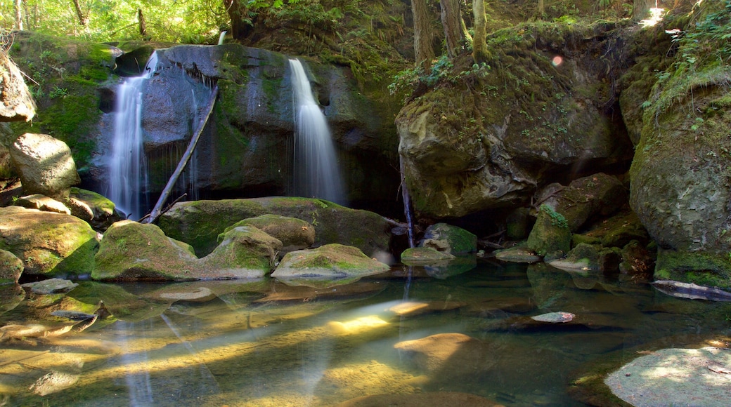 Whatcom Falls Park che include cascate, paesaggio forestale e fiume o ruscello