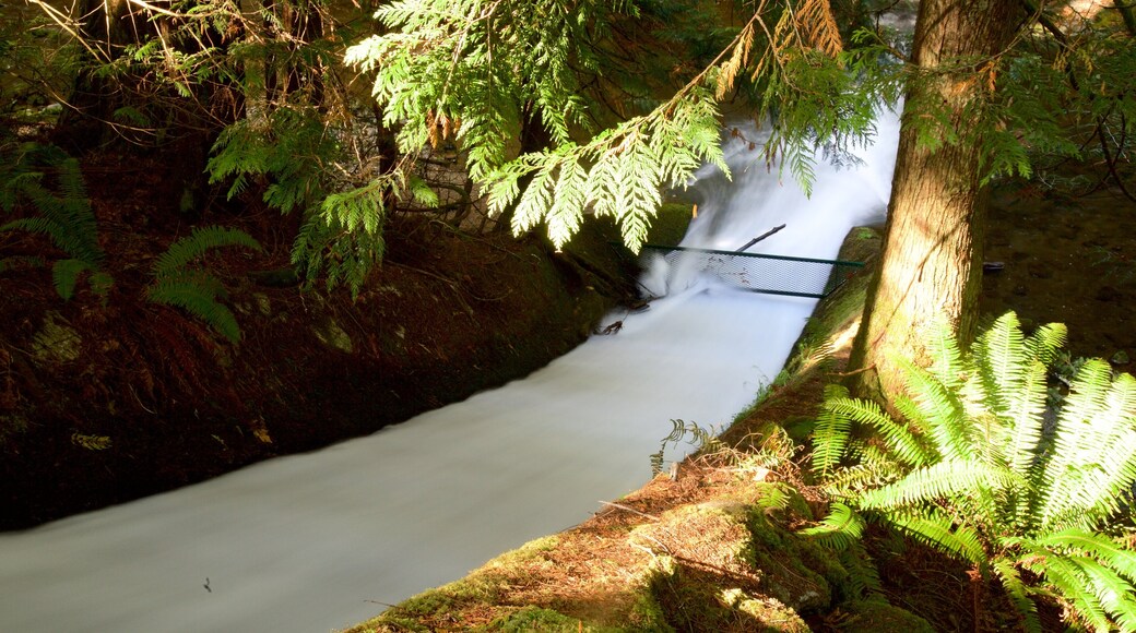 Whatcom Falls Park which includes forest scenes, a river or creek and a cascade