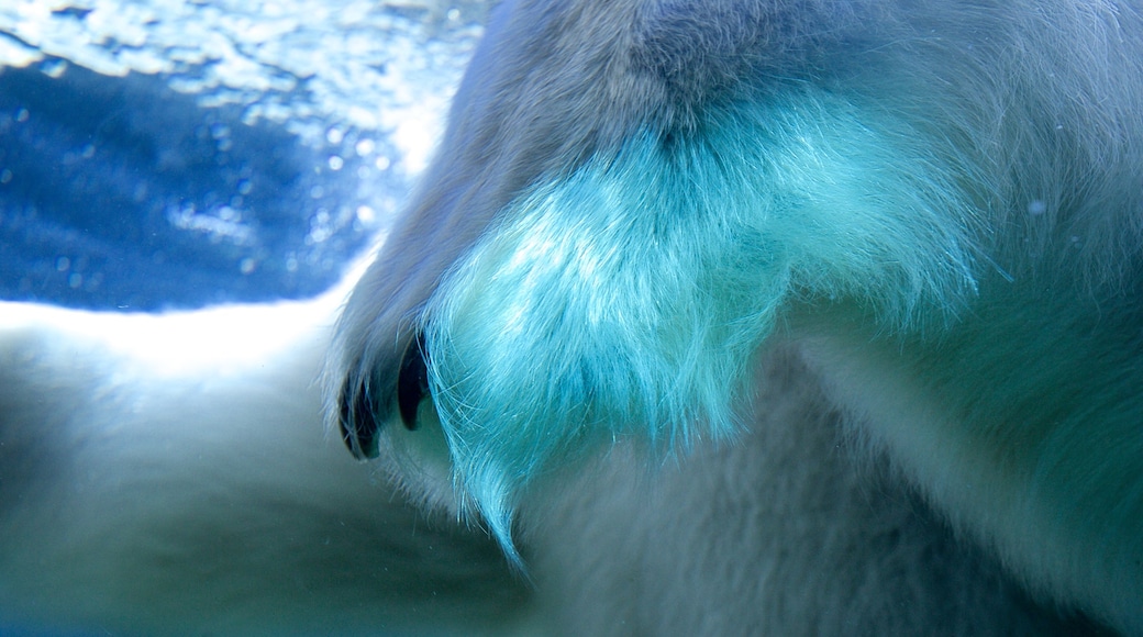 Point Defiance Zoo and Aquarium featuring marine life