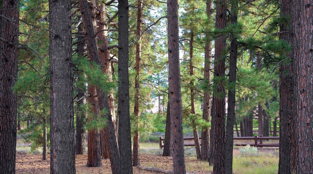 Sunset Point showing forest scenes