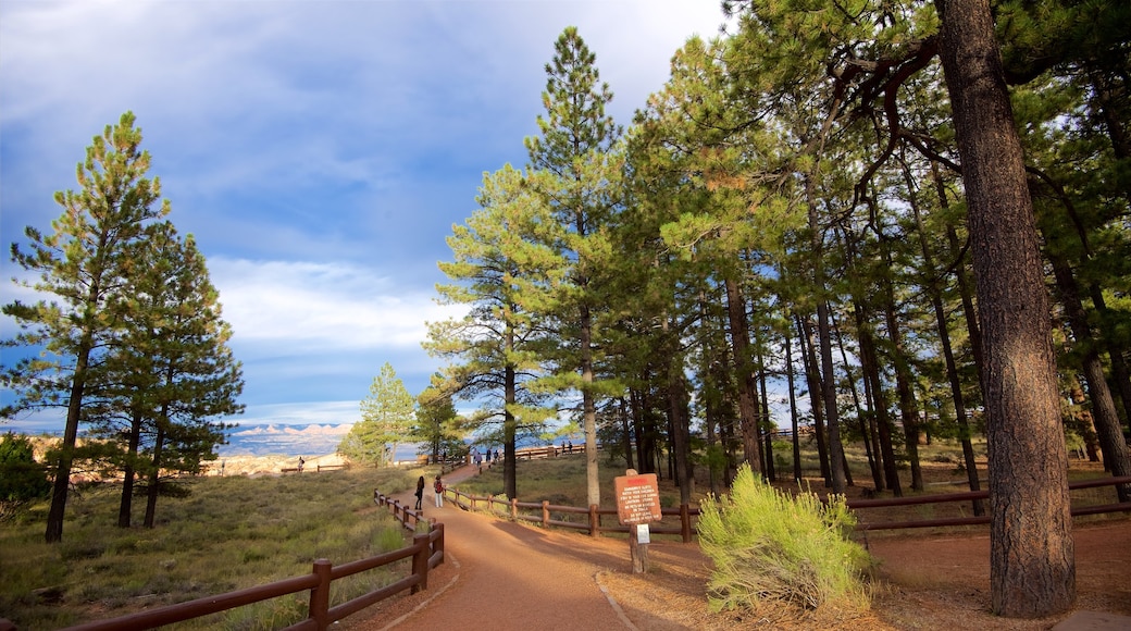 Sunset Point showing forest scenes and tranquil scenes