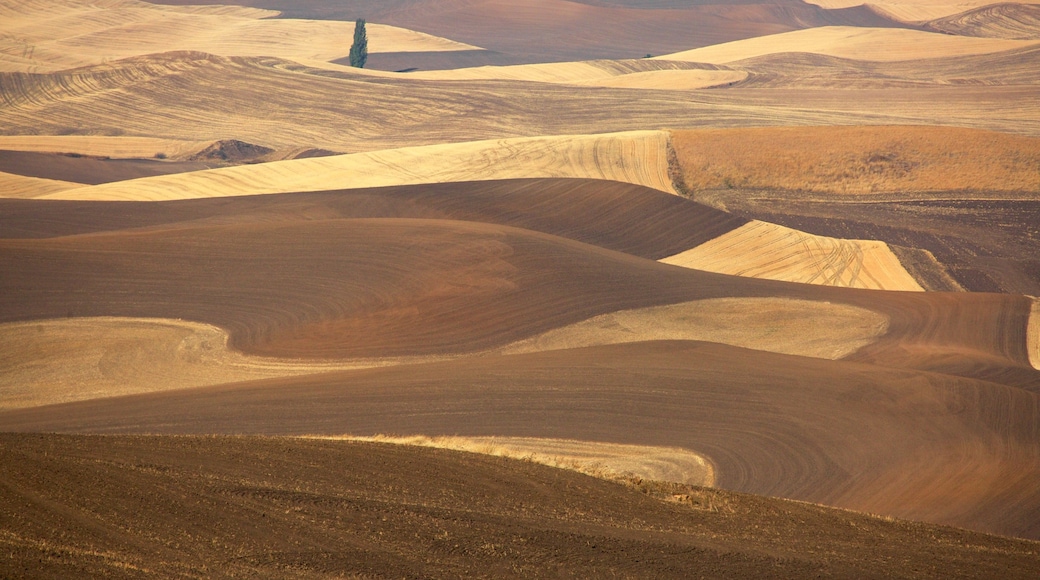 Pullman showing tranquil scenes and landscape views