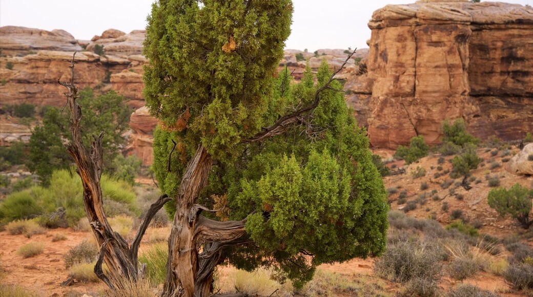 Moab which includes a gorge or canyon and tranquil scenes