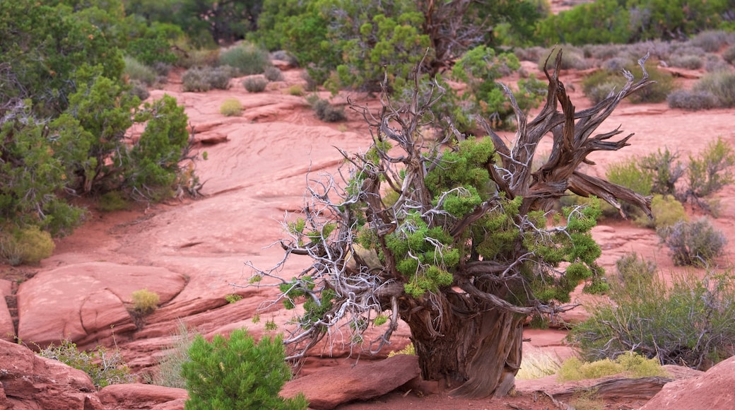 Moab mettant en vedette scènes tranquilles