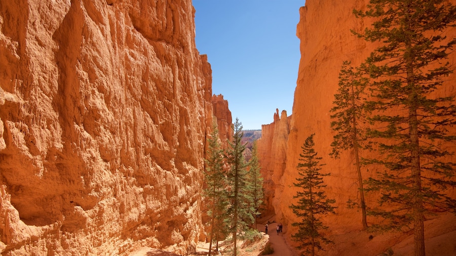 Navajo Trail