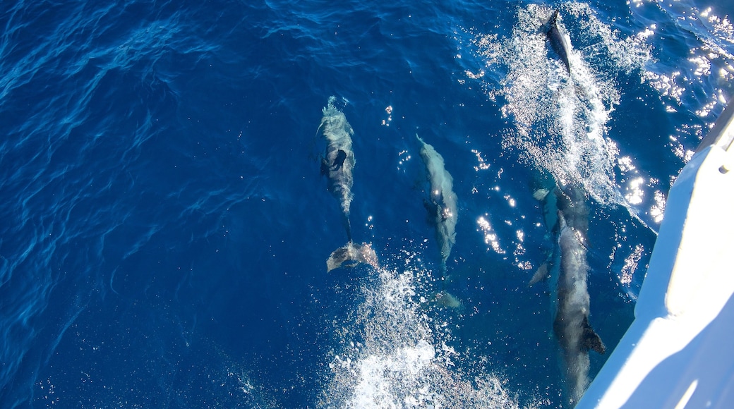 Channel Islands National Park showing marine life
