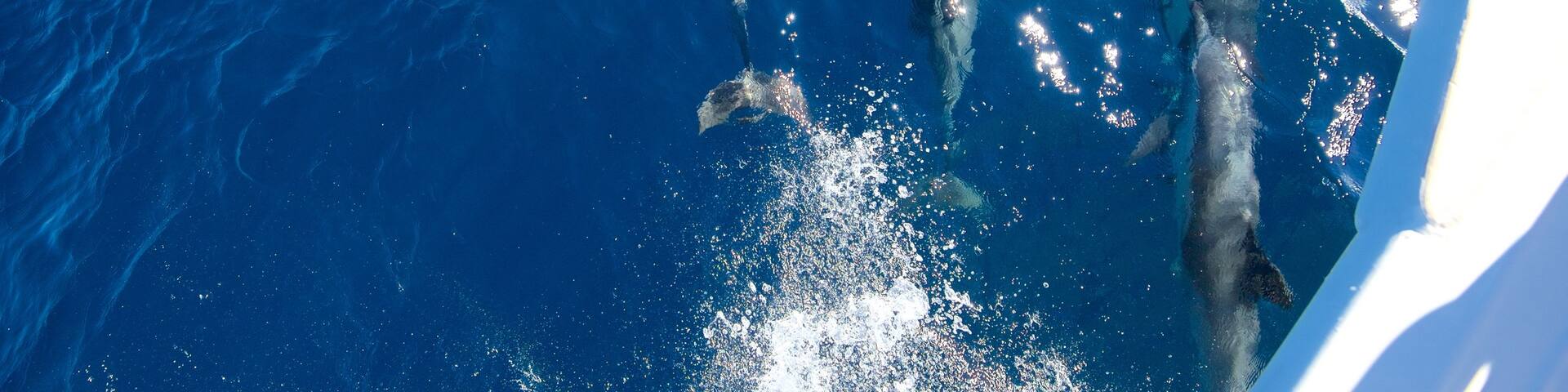 Channel Islands National Park showing marine life
