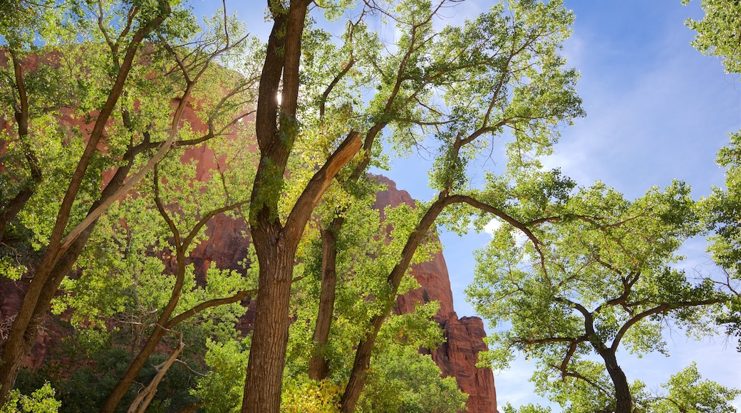 Zion National Park showing mountains and tranquil scenes