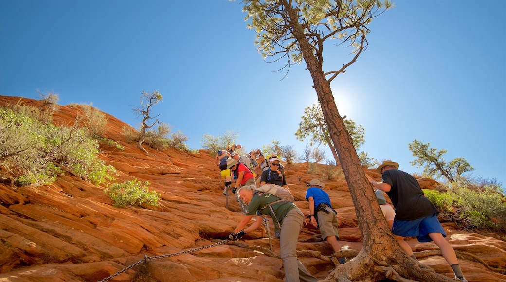 Parque Nacional Zion mostrando caminatas y escenas tranquilas y también un pequeño grupo de personas