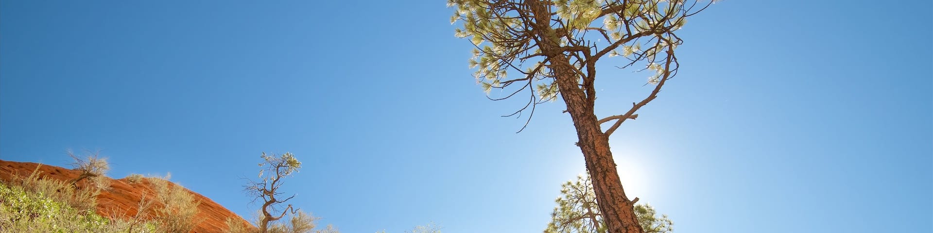 Zion Nationalpark welches beinhaltet ruhige Szenerie und Wandern oder Spazieren sowie kleine Menschengruppe