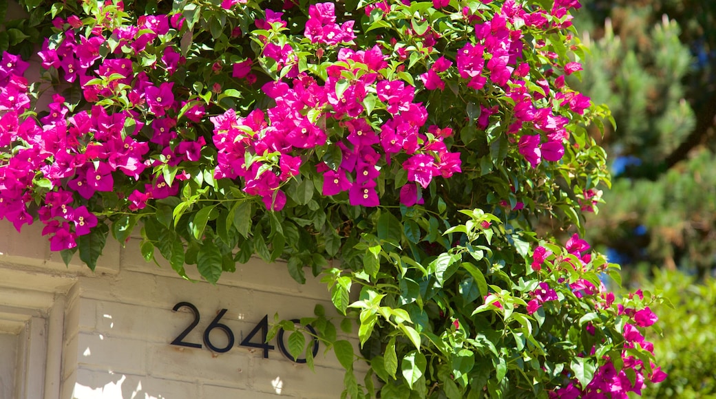 Pacific Heights presenterar blommor, ett hus och skyltar