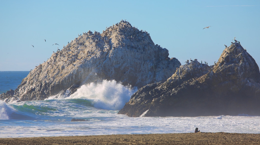 Ocean Beach which includes general coastal views, rocky coastline and bird life