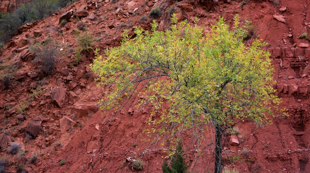 Zion National Park som visar stillsam natur