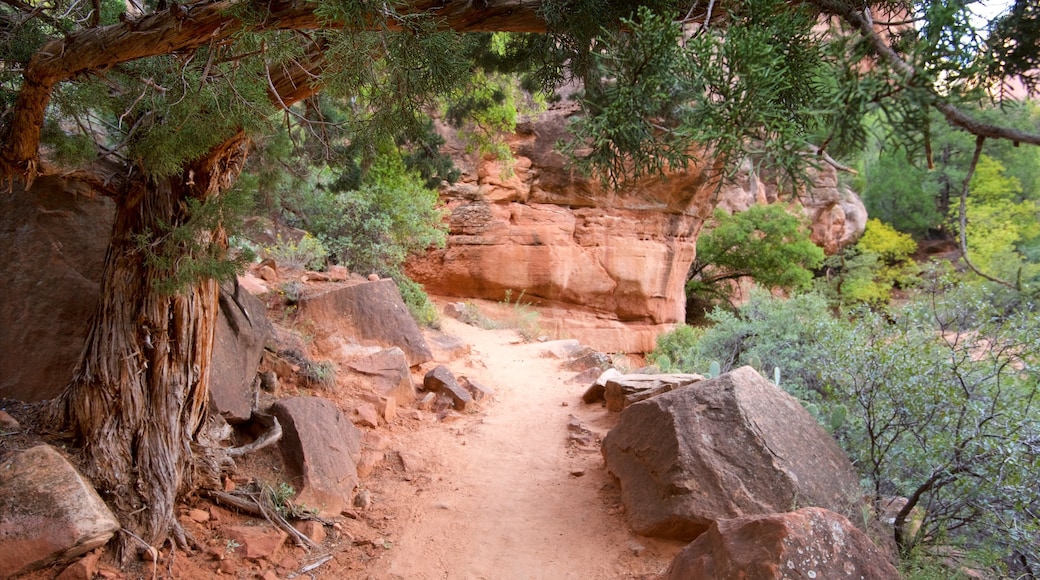 Zion National Park featuring hiking or walking and tranquil scenes