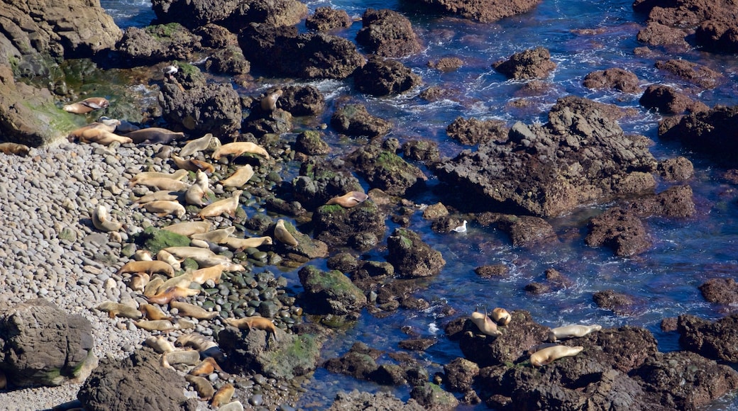 Ventura showing marine life and rocky coastline