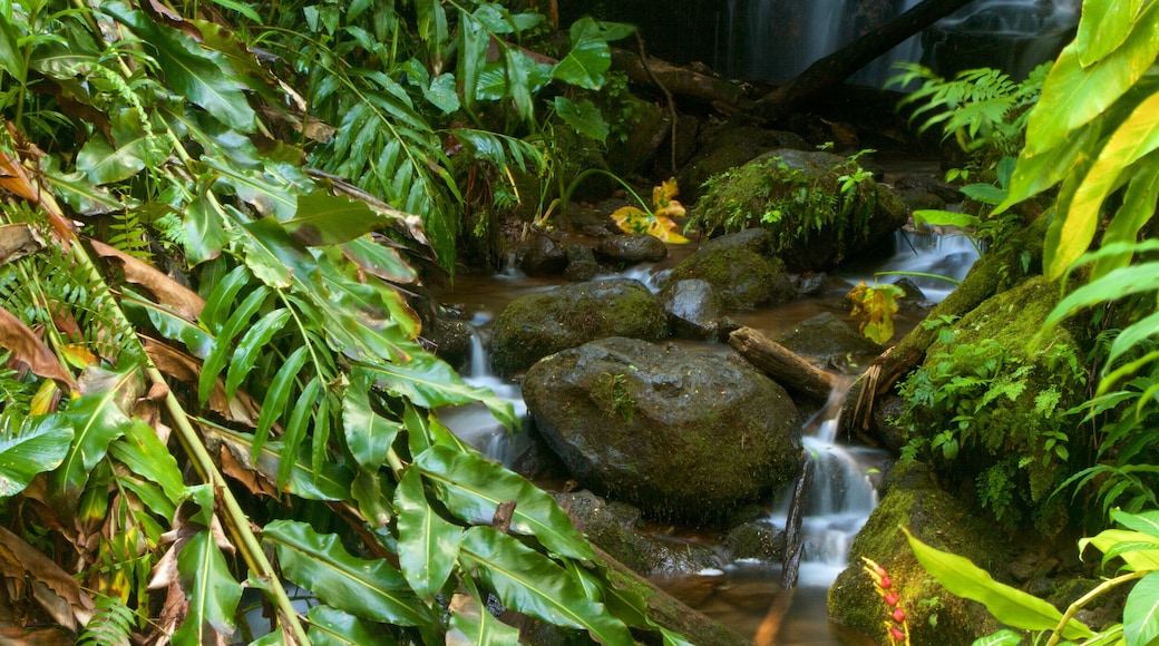 Akaka Falls featuring rainforest and a river or creek