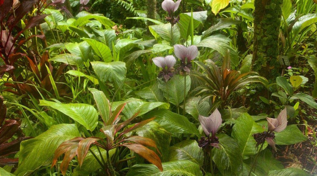 Hawaii Tropical Botanical Garden toont een park