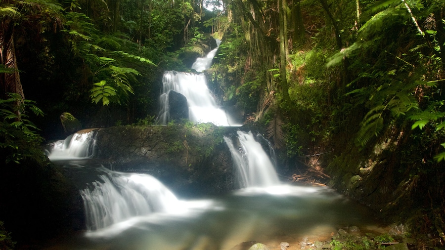 Hawaii Tropical Botanical Garden which includes a cascade and a park