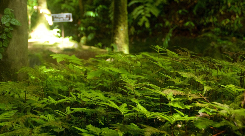 Vườn Bách thảo Hawaii Tropical có tính năng công viên