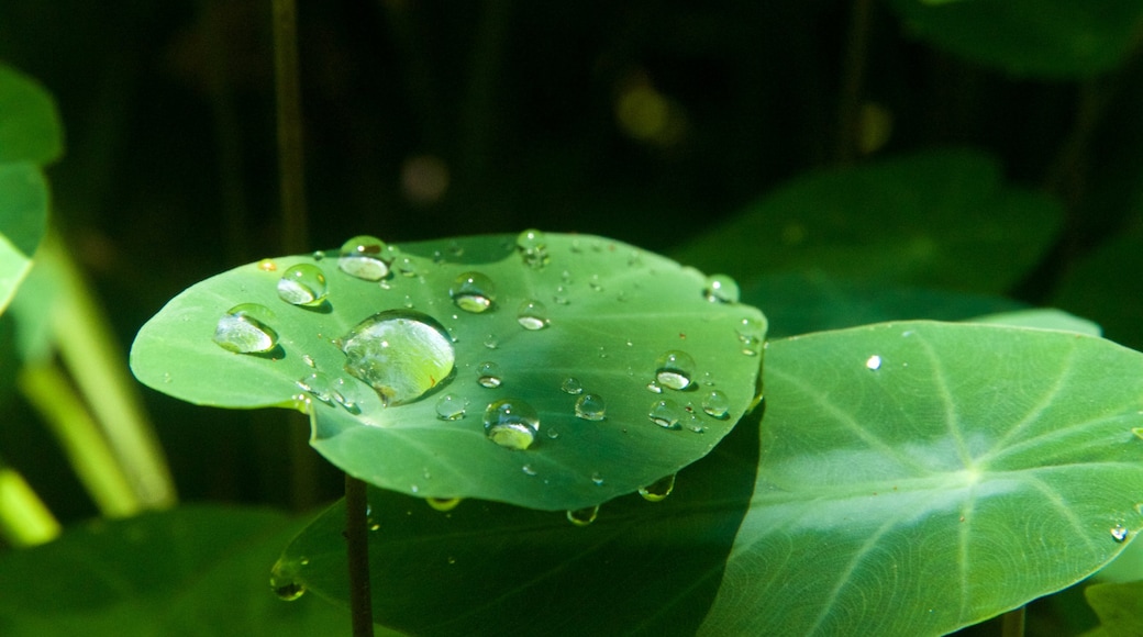 Hawaii Tropical Botanical Garden which includes a park