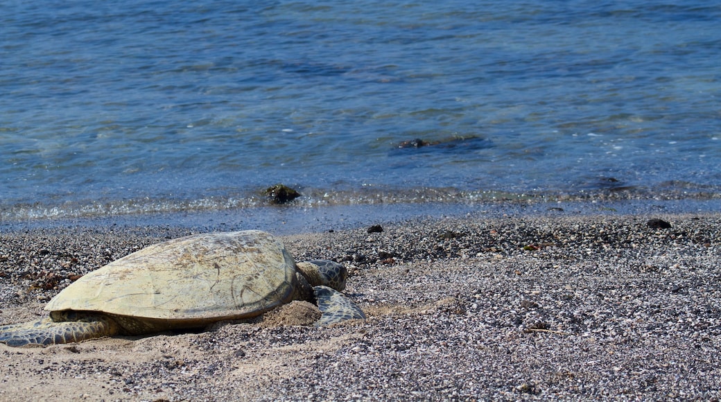 Kaloko-Honokohau National Historical Park which includes a pebble beach and marine life