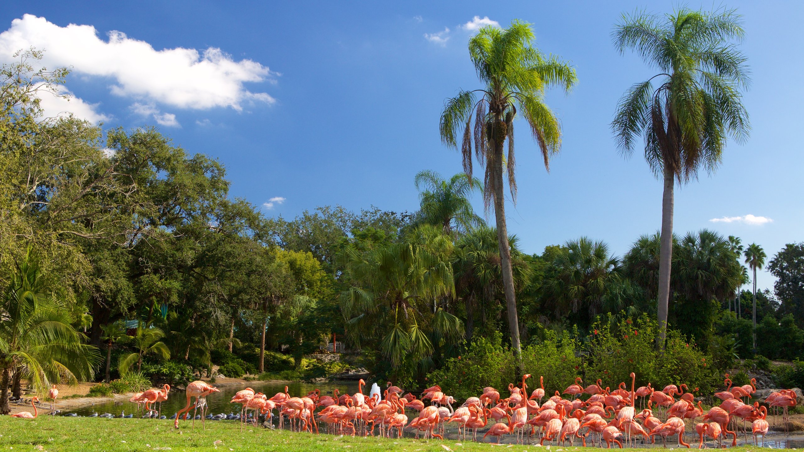 Tampa Bay featuring a garden and bird life