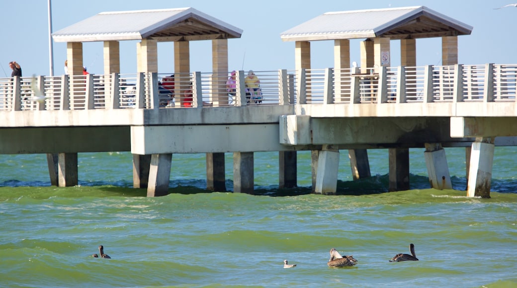 Fort De Soto Park som viser kyst