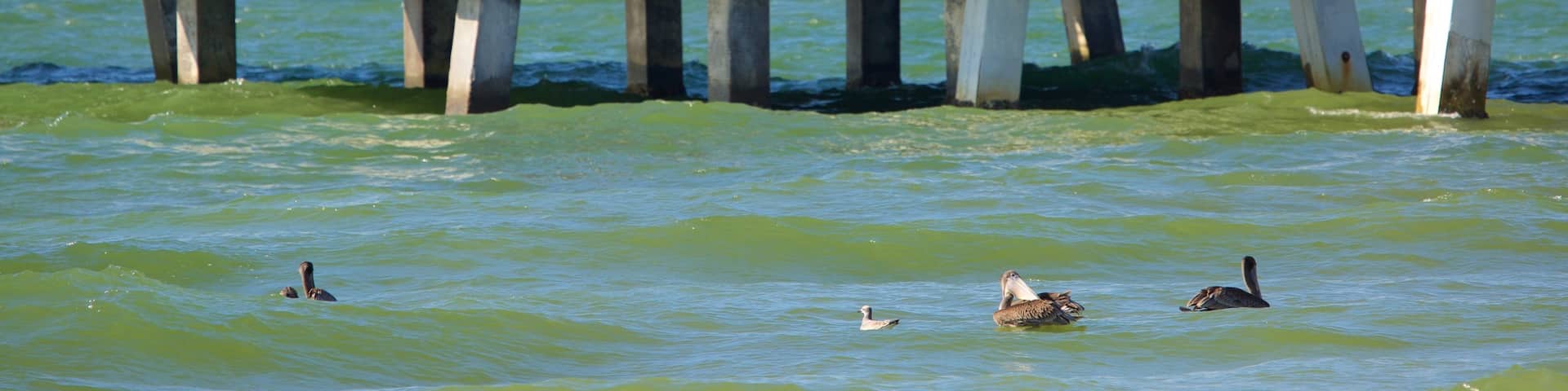 Fort De Soto Park showing general coastal views