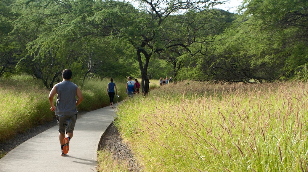 Insel Oahu welches beinhaltet Wandern oder Spazieren und Park